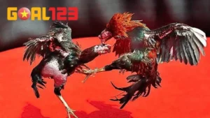 bật mí cách nhận biết gà đá hay