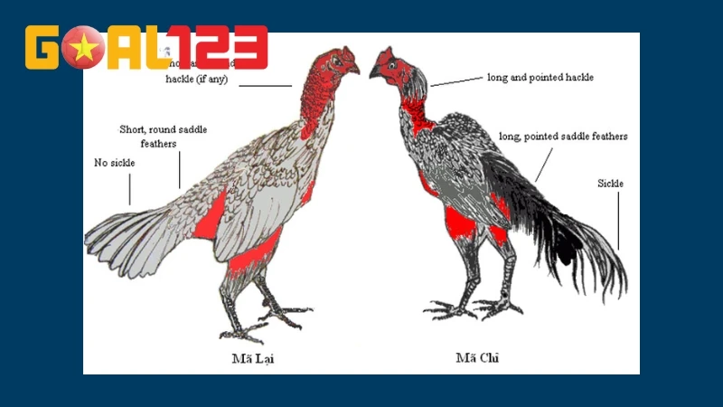 Gợi Ý 4 Cách Nhận Biết Gà Đá Hay Chuẩn Cho Dân Chơi Gà 3 Người chơi có thể dựa vào ngoại hình để đánh giá chất lượng chiến kê