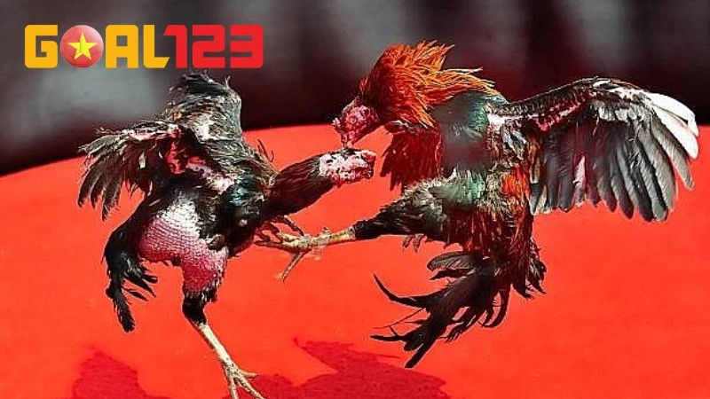 Gợi Ý 4 Cách Nhận Biết Gà Đá Hay Chuẩn Cho Dân Chơi Gà 1 bật mí cách nhận biết gà đá hay