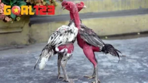 Liệt kê giống Gà chọi đẹp nhất việt nam