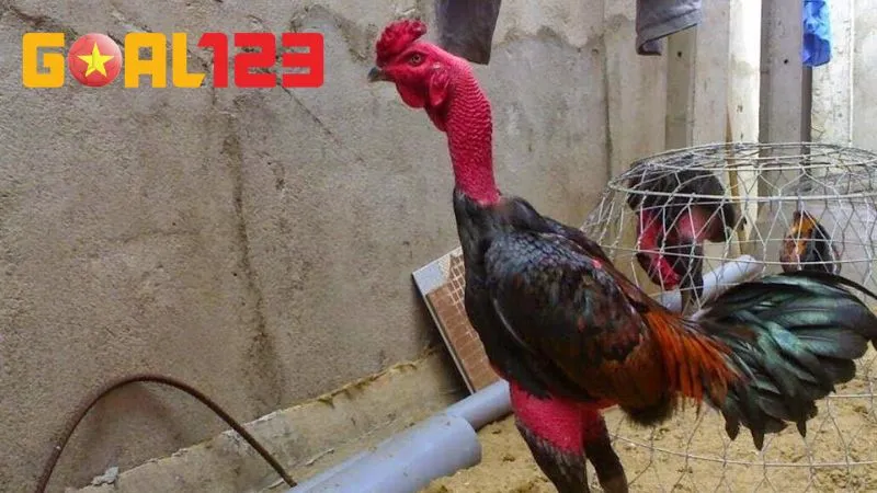5 Giống Gà Chọi Đẹp Nhất Việt Nam Khiến Giới Kê Thủ Mê Mẩn 3 Chiến kê đến từ Thổ Hà được đánh giá cao nhờ khả năng đọc đòn và phản xạ nhanh chuẩn