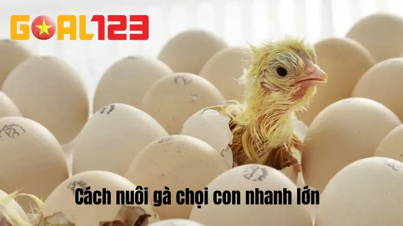 Cách Nuôi Gà Chọi Con Nhanh Lớn, Khỏe Mạnh Và Sung Sức 1 Cách Nuôi Gà Chọi Con Nhanh Lớn