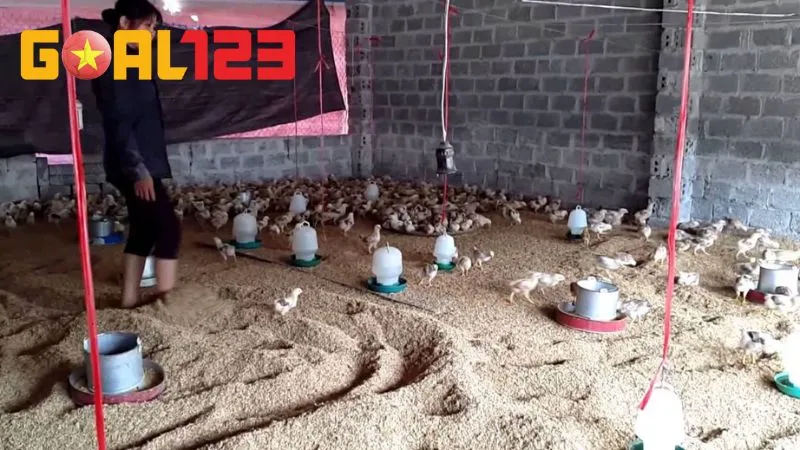 Cách Nuôi Gà Chọi Con Nhanh Lớn, Khỏe Mạnh Và Sung Sức 2 Đầu tiên, các bạn phải chuẩn bị cho đàn gà chọi con chuồng trại sạch sẽ thoáng khí