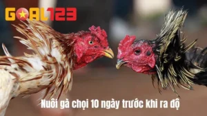 Bí Kíp Nuôi Gà chọi 10 Ngày Trước Khi Ra Độ