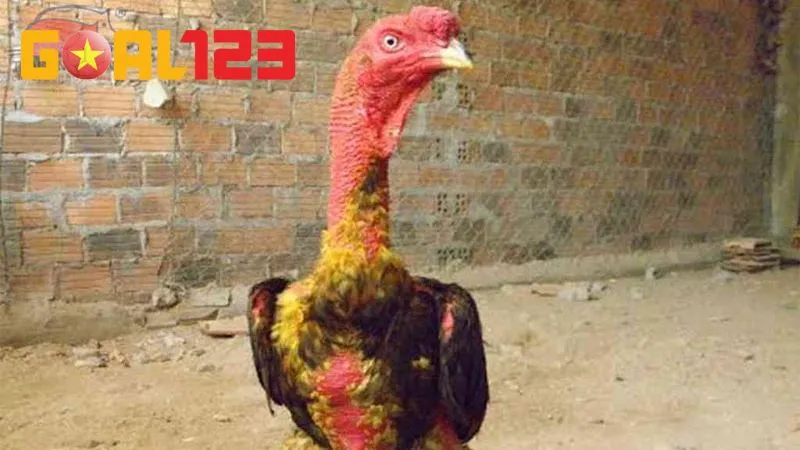 Bí Kíp Nuôi Gà Chọi 10 Ngày Trước Khi Ra Độ Chuẩn Sư Kê 3 Trong 2 ngày 3 - 4, anh em nên tiến hành om nghệ cho chiến kê, tăng sức đề kháng cao hơn