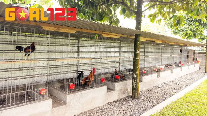 Cách Nuôi Gà Chọi Con Nhanh Lớn, Khỏe Mạnh Và Sung Sức 4 Tiến hành phân loại chia lồng khi gà đạt 3 tuần tuổi để có chế độ chăm sóc riêng