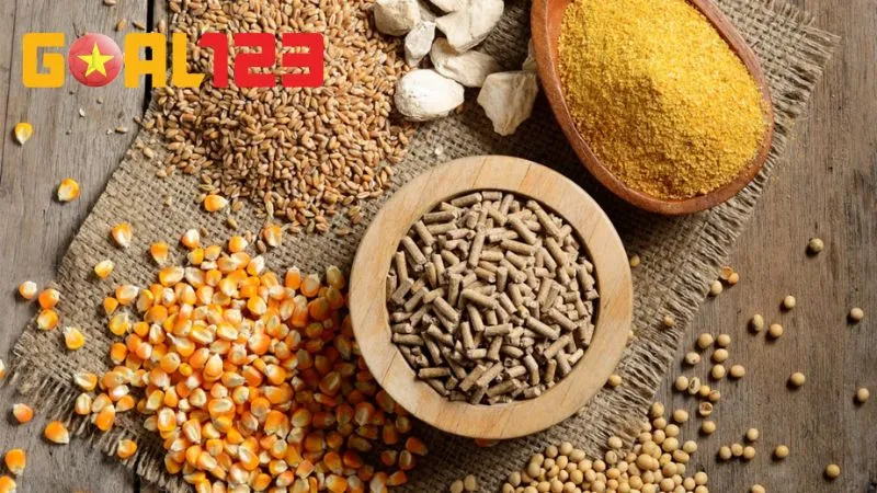 Bí Kíp Nuôi Gà Chọi 10 Ngày Trước Khi Ra Độ Chuẩn Sư Kê 2 10 ngày là vừa đủ để điều chỉnh thực đơn giúp gà sung sức nhất có thể khi ra trận